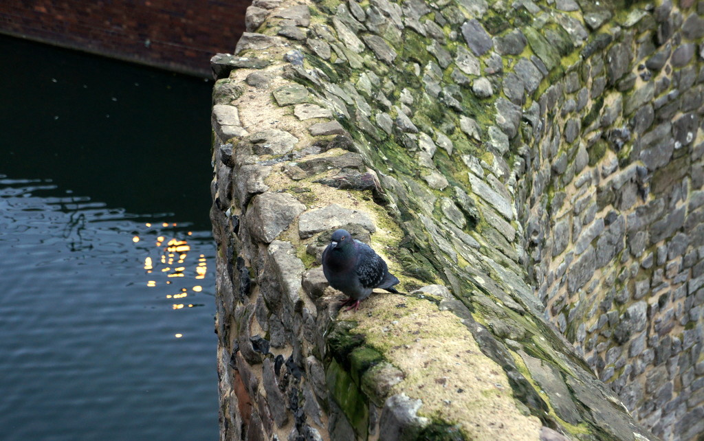 Pigeon on the wall by boxplayer