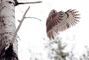 18th Jan 2015 - Barred Owl Take Off!