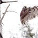 Barred Owl Take Off! by fayefaye