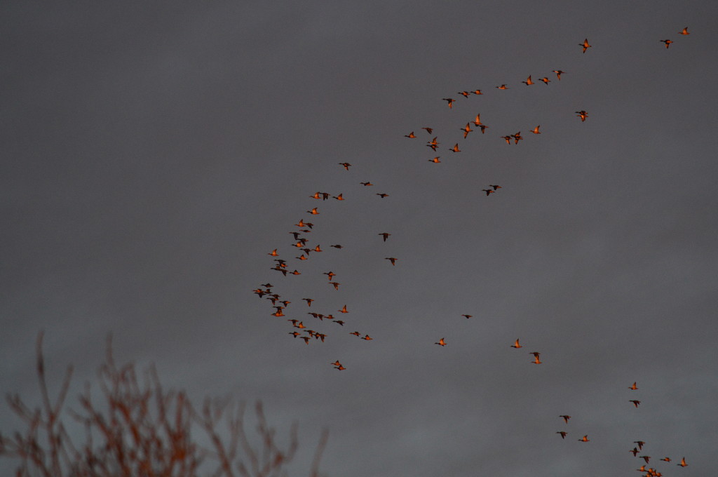 Golden Geese by kareenking