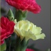 Carnation Ruffles  by paintdipper