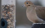 18th Jan 2015 - dove at the feeder