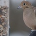 dove at the feeder by amyk