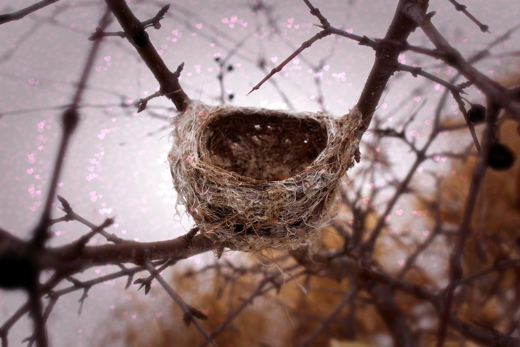 Love Nest by juliedduncan