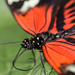orange butterfly eye by aecasey