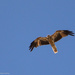 Hawk by the river by flyrobin