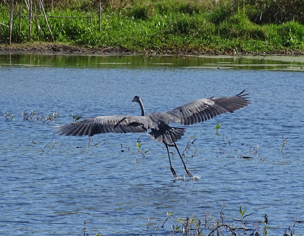 Great Blue Heron landing by annepann