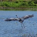 Great Blue Heron landing by annepann
