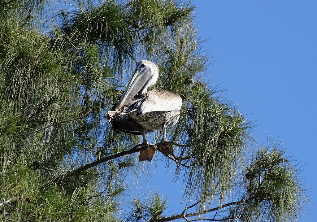 Brown Pelican in a Tree by annepann