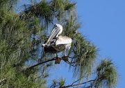 12th Jan 2015 - Brown Pelican in a Tree