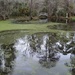 Reflections, Magnolia Gardens, Charleston, SC by congaree