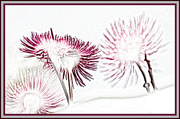 18th Jan 2015 - arty farty flowering gums