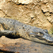 See Ya Later Alligator by alophoto