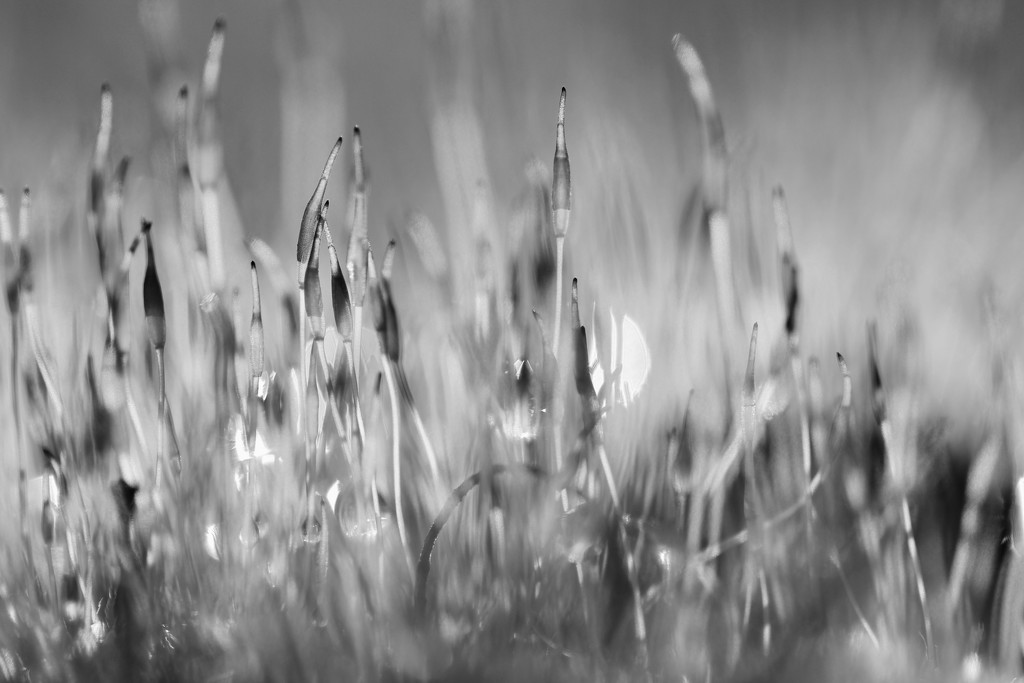 Monochrome Moss ..... (For Me) by motherjane