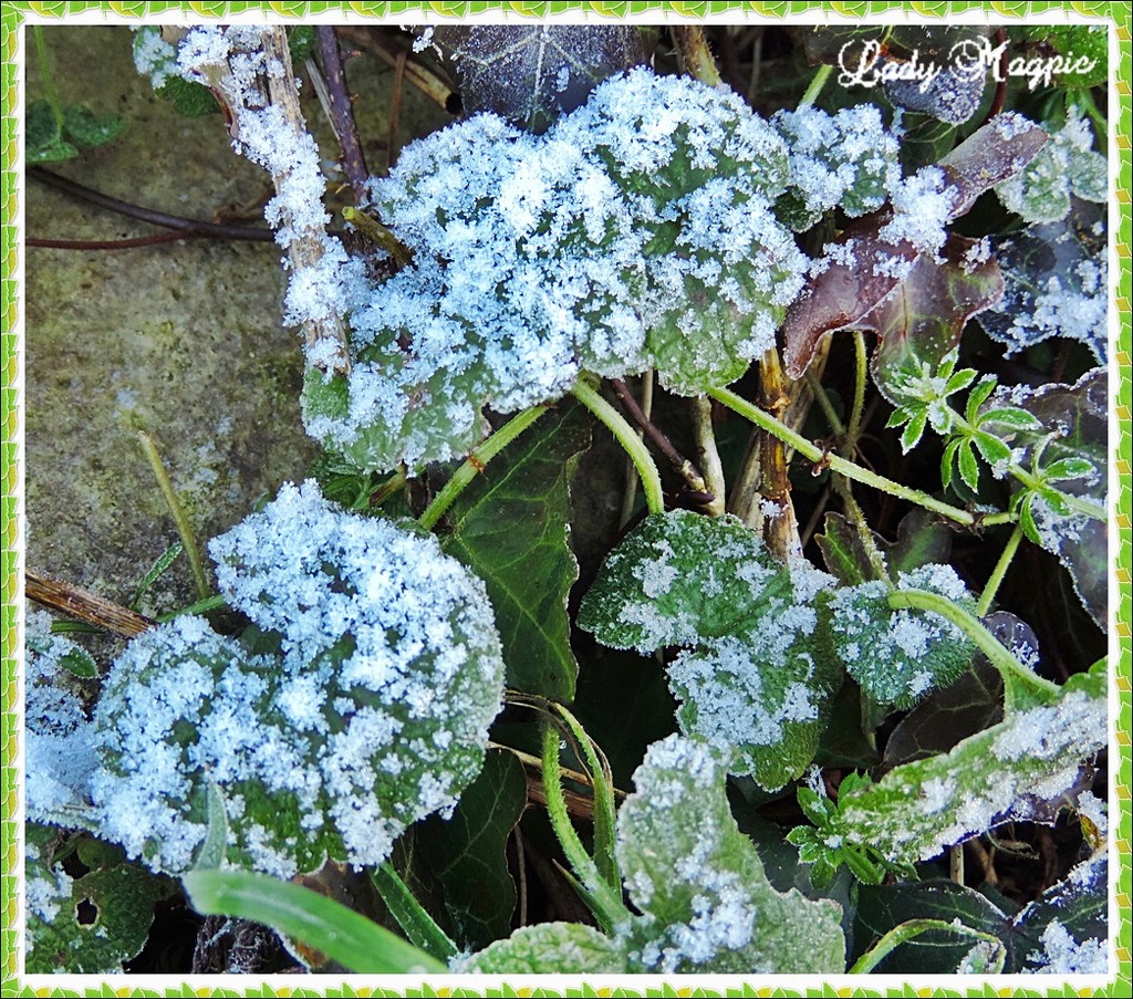 Frozen Greens. by ladymagpie