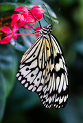 19th Jan 2015 - white butterfly