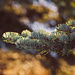 Branch from picea abies (Norway Spruce) by elisasaeter