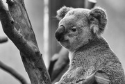 19th Jan 2015 - Koala