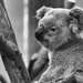 Koala by leonbuys83
