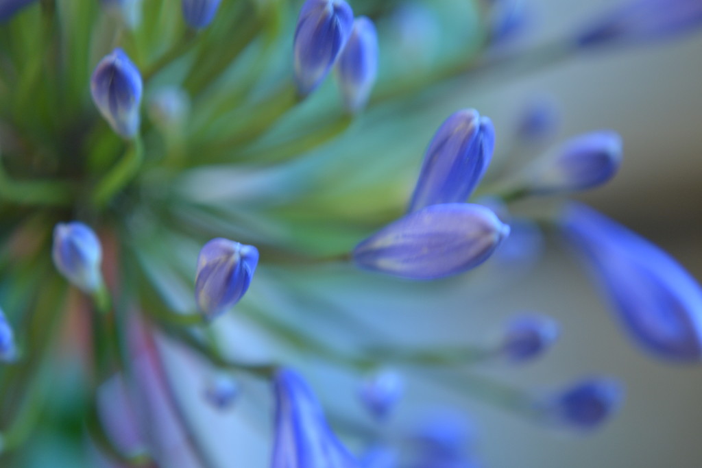 Agapanthus by ziggy77