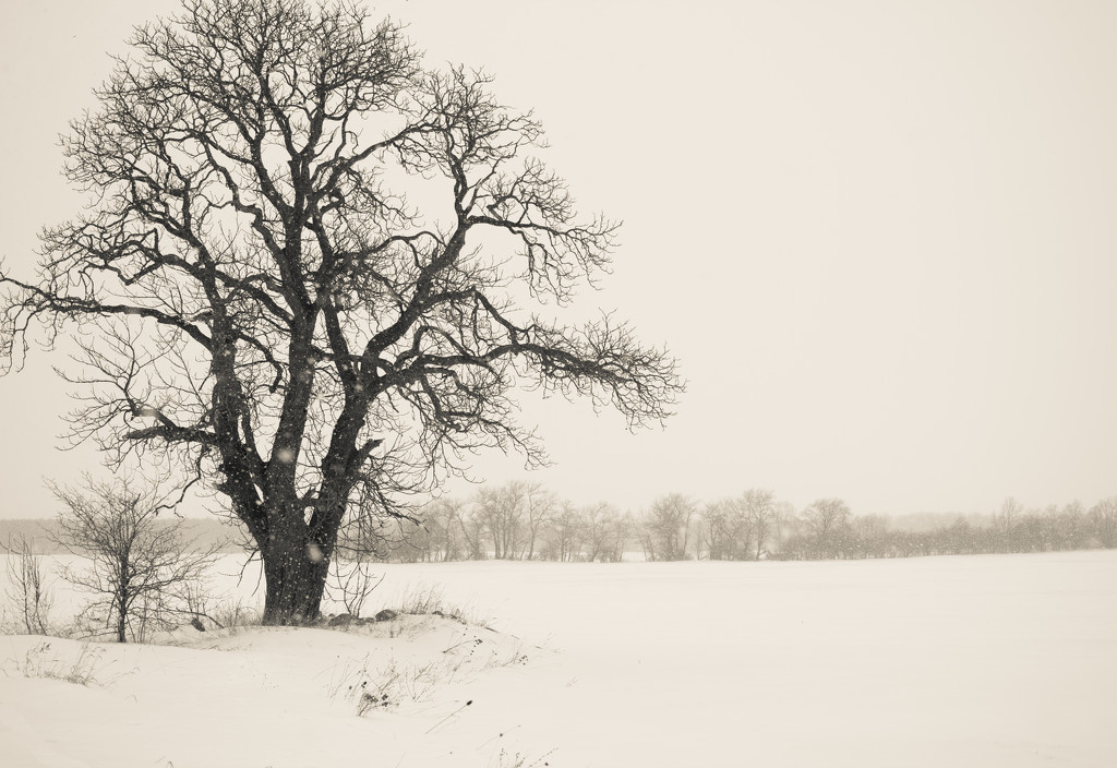 just a big old bare tree by tracymeurs