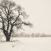 just a big old bare tree by tracymeurs