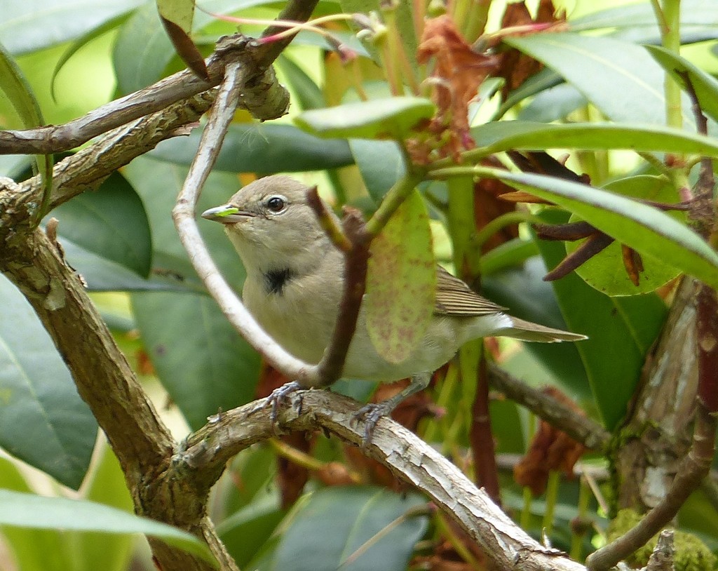  Garden Warbler by susiemc