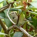  Garden Warbler by susiemc