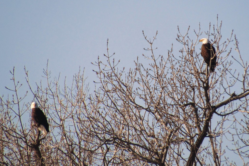 Bald Eagles by randy23