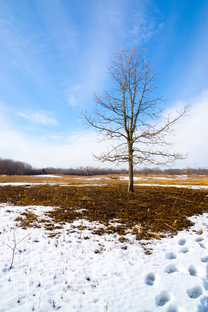 Winter Tree by rminer