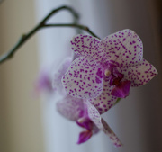 19th Jan 2015 - Mom's orchid