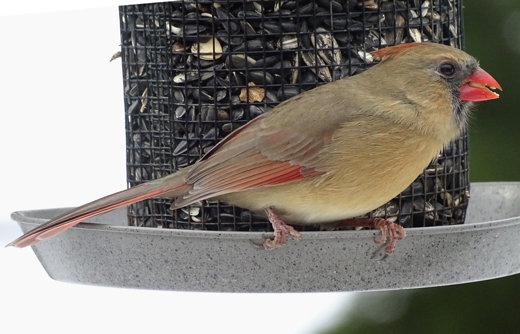 Female Cardinal on the feeder by annepann