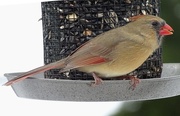 19th Jan 2015 - Female Cardinal on the feeder