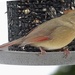 Female Cardinal on the feeder by annepann