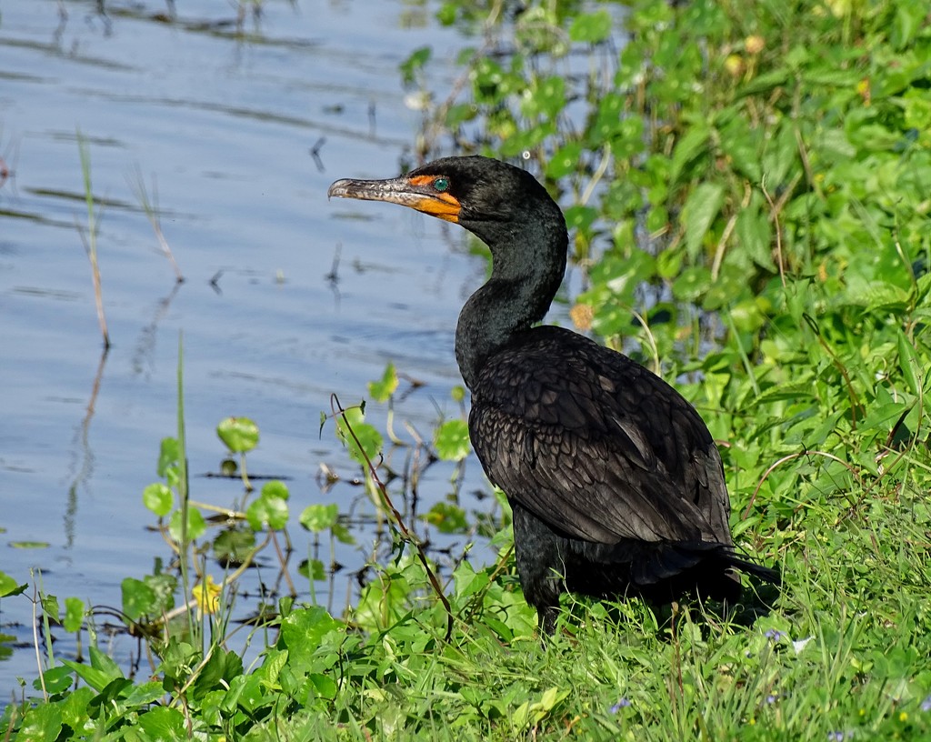 Double-crested Cormorant by annepann