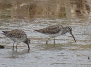 16th Jan 2015 - Long-billed Dowitchers