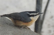17th Jan 2015 - Red Breasted Nuthatch