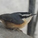 Red Breasted Nuthatch by sunnygreenwood