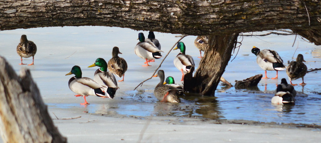 Water, Ice, and Feathers by kareenking