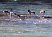 18th Jan 2015 - Walking on water