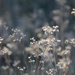 Wildflower field  by tara11