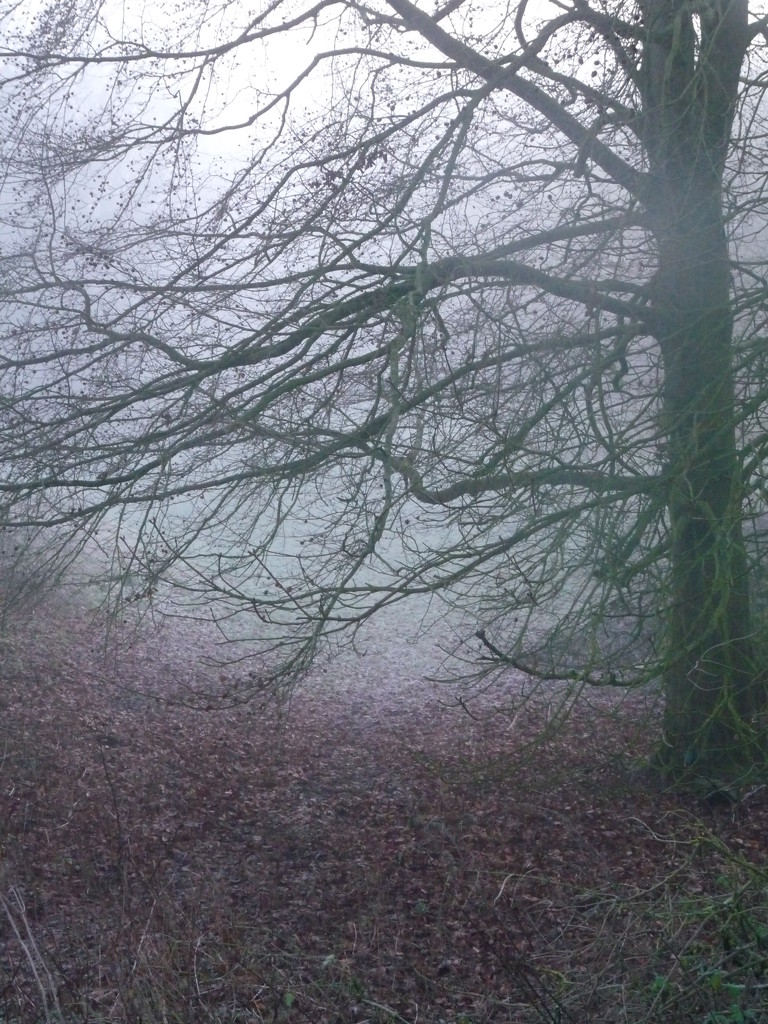 Misty tree by sabresun