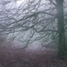 Misty tree by sabresun