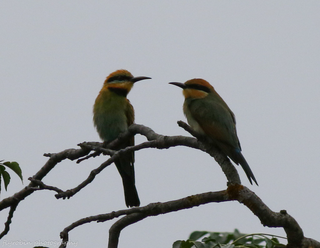 Rainbow bee-eaters by flyrobin