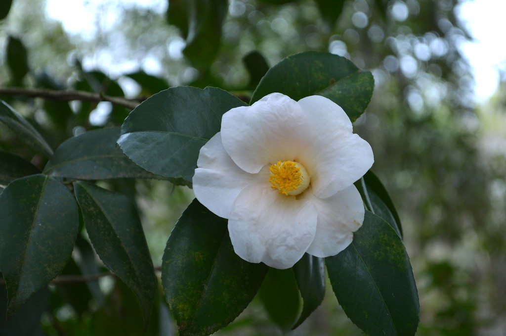 Camellia perfection, Magnolia Gardens, Charleston, SC by congaree