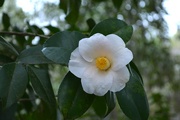 20th Jan 2015 - Camellia perfection, Magnolia Gardens, Charleston, SC
