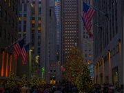 19th Jan 2015 - Tree at Rockefeller Center
