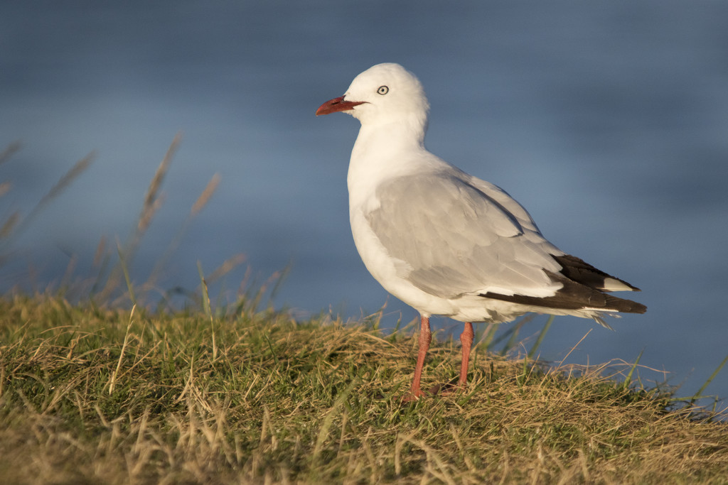 Gull at Dusk by helenw2