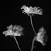 Three flowers by richardcreese