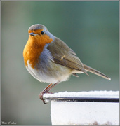 20th Jan 2015 - Robin-3